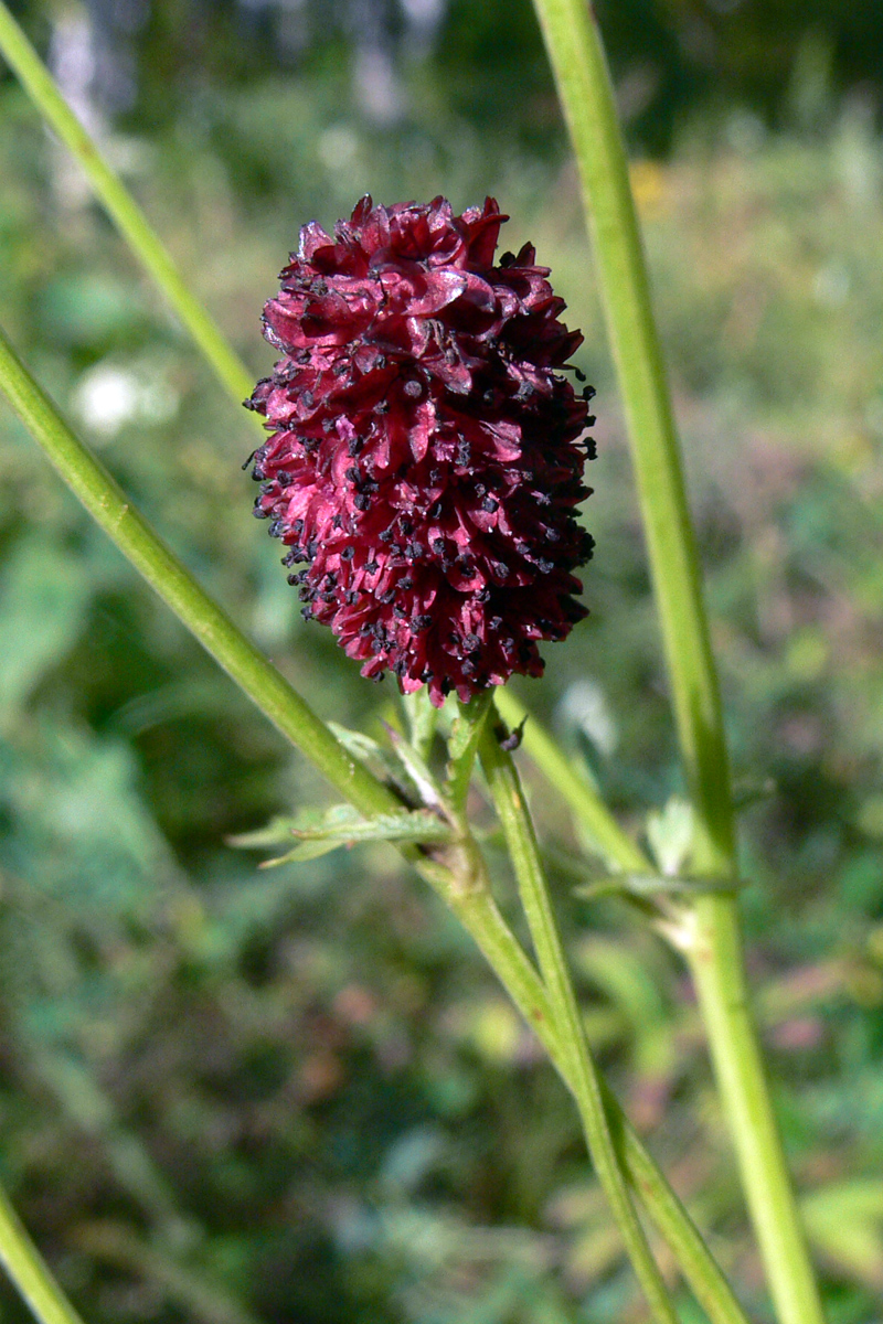 Изображение особи Sanguisorba officinalis.