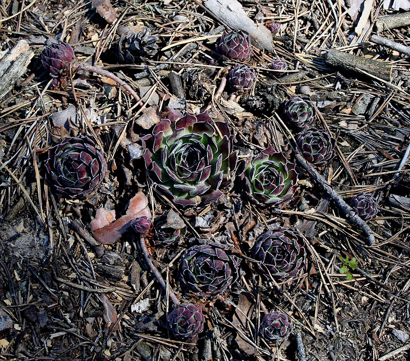 Изображение особи Sempervivum ruthenicum.