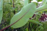 Asclepias syriaca