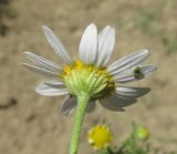 Anthemis cotula. Соцветие с сидящей личинкой клопа. Крым, Бахчисарайский р-н, с. Счастливое, обочина дороги. 20 июня 2016 г.