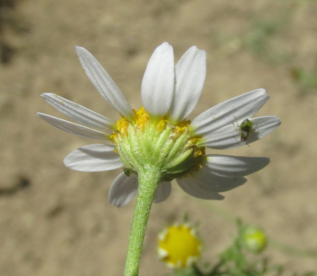 Изображение особи Anthemis cotula.