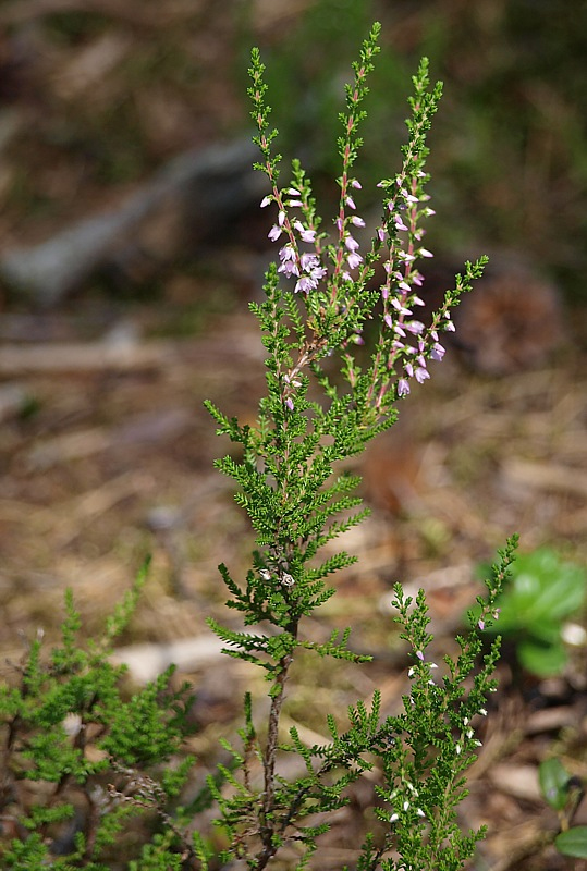 Изображение особи Calluna vulgaris.