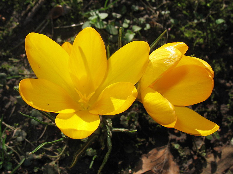 Image of Crocus &times; luteus specimen.