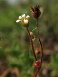 Saxifraga tridactylites