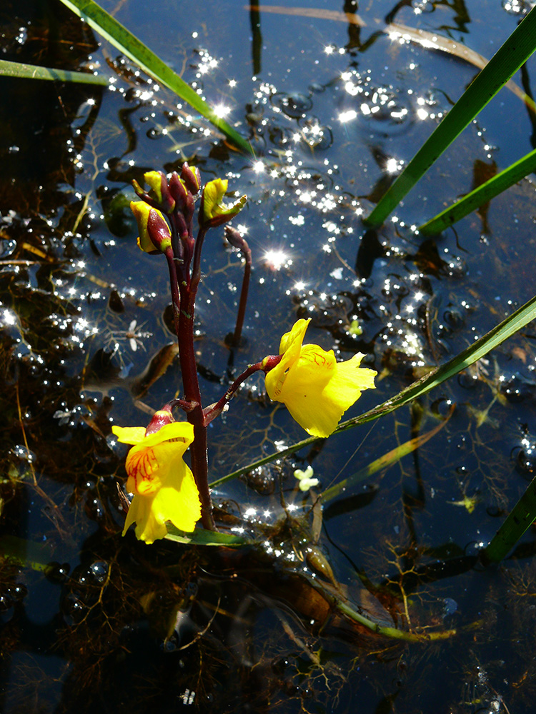 Изображение особи Utricularia vulgaris.