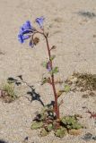 Phacelia campanularia