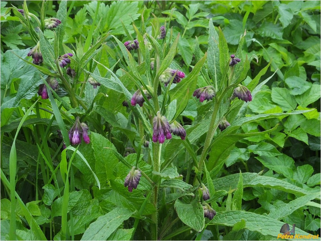 Изображение особи Symphytum officinale.