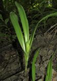 Colchicum umbrosum. Плодоносящее растение. Крым, окр. Алушты, гора Урага, дубовый лес. 4 июня 2017 г.