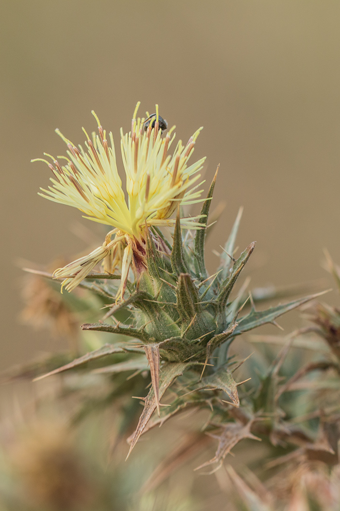 Изображение особи Carthamus lanatus.