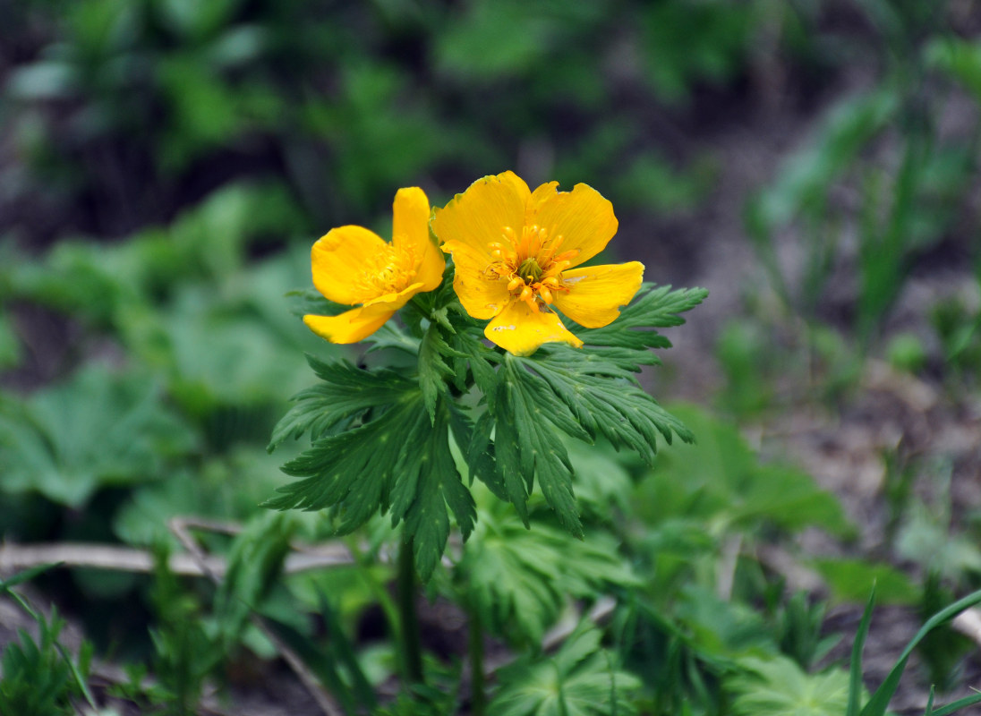 Изображение особи Trollius ranunculinus.