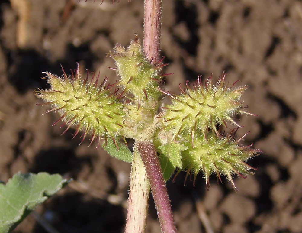 Изображение особи Xanthium orientale.