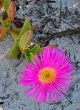 Carpobrotus edulis