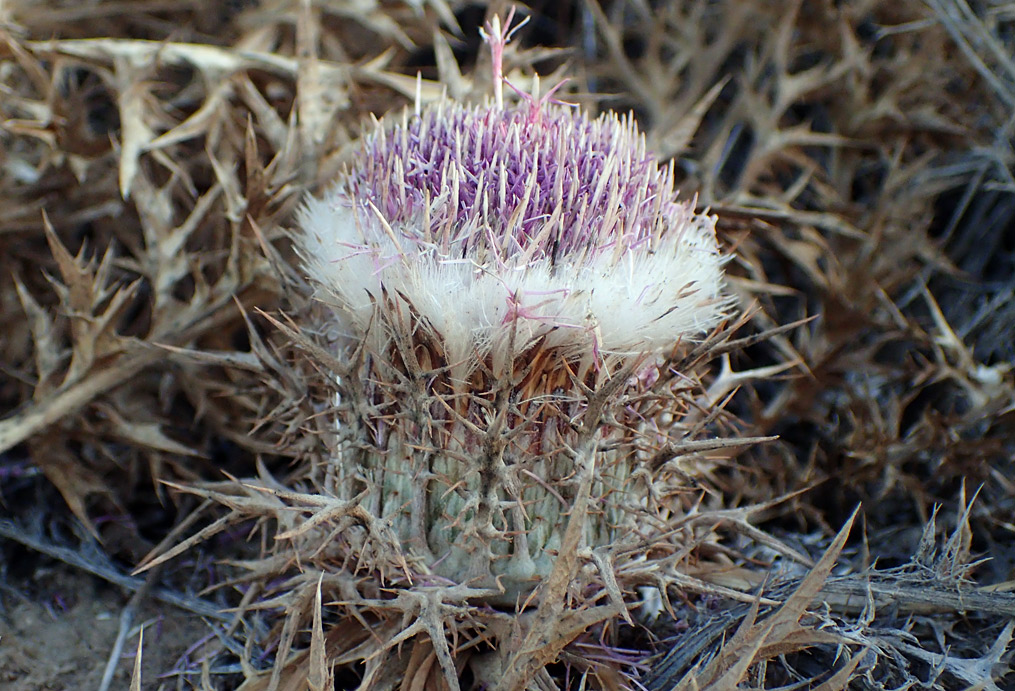 Изображение особи Carlina gummifera.