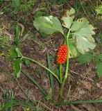 Arisaema robustum