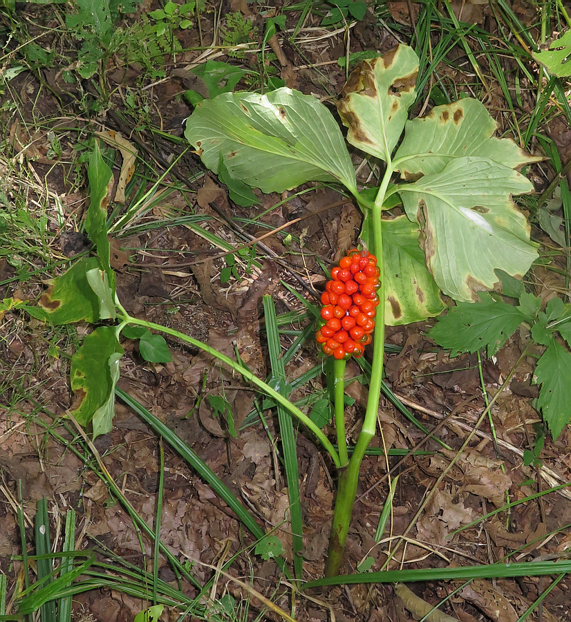 Изображение особи Arisaema robustum.