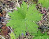 Geranium erianthum. Лист. Магаданская обл., окр. г. Магадан, мр-н Солнечный, подножье сопки. 05.08.2016.