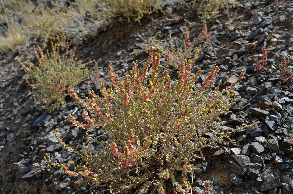 Изображение особи Salsola gemmascens.