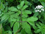 Chaerophyllum aromaticum. Лист. Беларусь, Гродненская обл., Новогрудский р-н, Ладеникский сельсовет, дер. Городечно, крапивник-разнотравный на склоне холма. 19.06.2014.