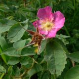 Rosa acicularis