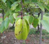 Averrhoa carambola