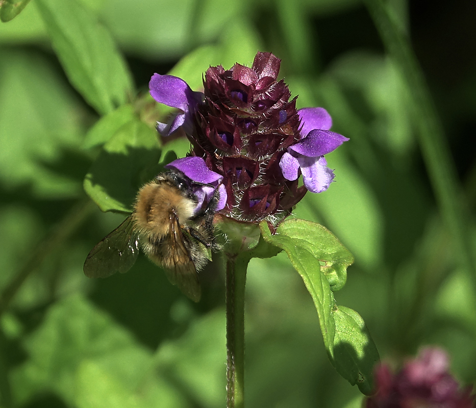 Image of Prunella vulgaris specimen.