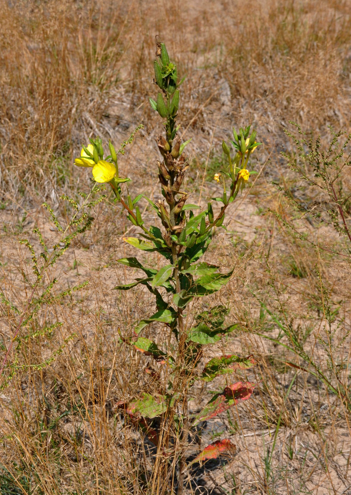 Изображение особи Oenothera biennis.