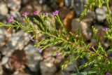 Cuphea hyssopifolia