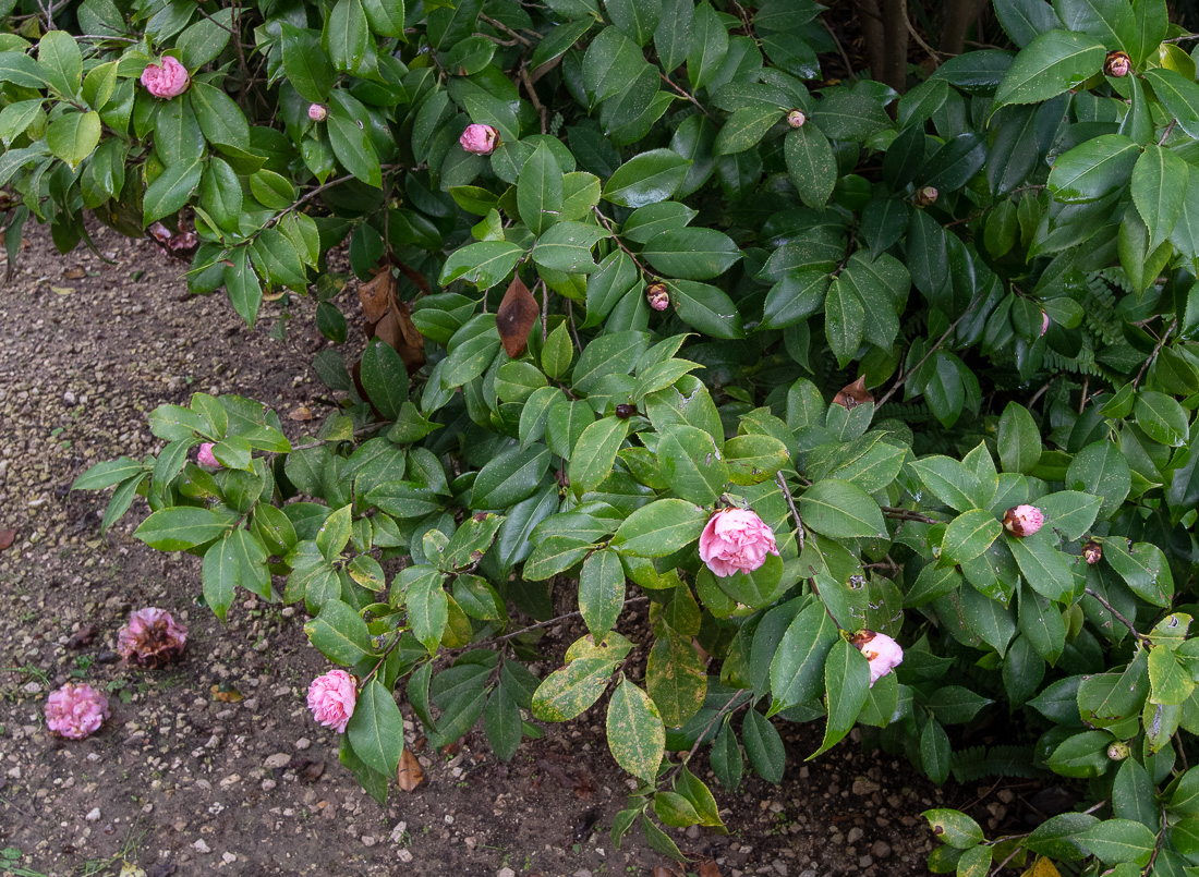 Изображение особи Camellia japonica.