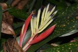 Billbergia lietzei. Соцветие с бутонами и цветком. Израиль, Шарон, г. Тель-Авив, ботанический сад тропических растений. 21.01.2019.