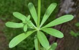 Galium aparine. Мутовка листьев и развивающийся боковой побег. Узбекистан, г. Ташкент, пос. Улугбек, санитарно-защитная зона. 08.04.2019.