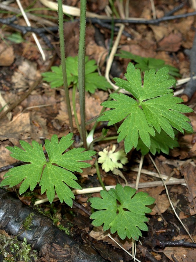 Изображение особи Ranunculus subborealis.
