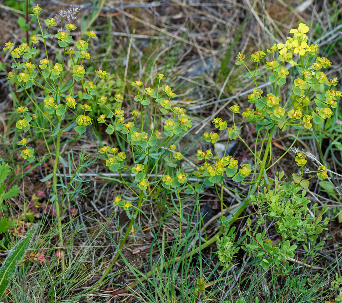 Изображение особи Euphorbia virgata.