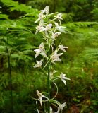 Platanthera bifolia. Соцветие. Тверская область, пойма Волги возле д. Климово под Ржевом, сосновый лес. 20 июля 2008 г.