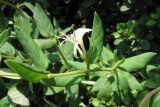 Lonicera japonica. Ветвь с цветком. Крым, Севастополь, окр. м. Фиолент (в культуре). 12 августа 2010 г.