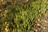 Lycopodium annotinum. Куртина спороносящих растений. Мурманск, Горелая сопка, ерниково-вороничная берёзовая лесотундра. 21.09.2020.