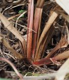 Carex acutiformis