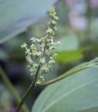 Cyclachaena xanthiifolia