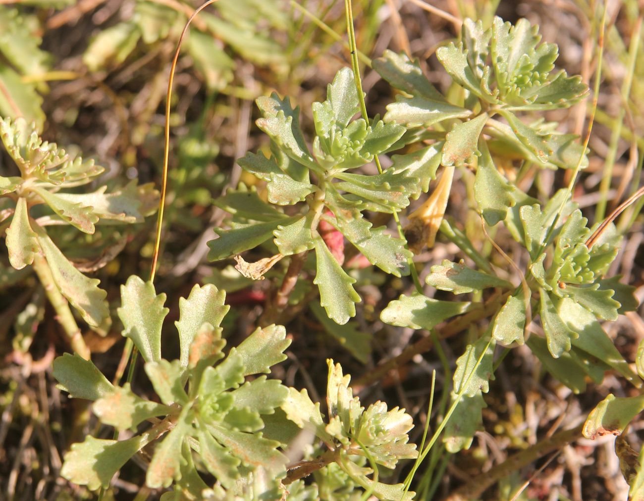 Изображение особи Aizopsis hybrida.