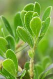 Arctostaphylos uva-ursi. Листья на верхушке побега. Видно отсутствие чёрных точечных желёзок на нижней поверхности, свойственных бруснике. Форма листа очень характерна для этого вида. Ленинградская обл., Лужский р-н, середина июня.