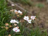 Androsace barbulata