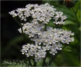 Achillea millefolium