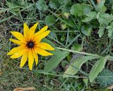 Rudbeckia hirta