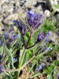 Nepeta ucranica