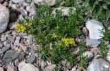 Galium verum