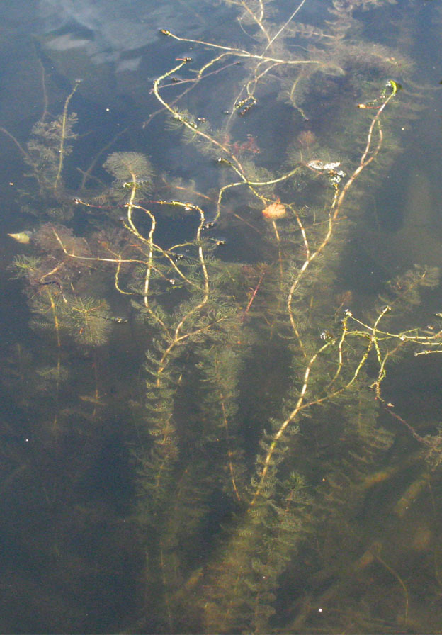 Изображение особи Myriophyllum sibiricum.