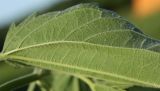 Urtica galeopsifolia