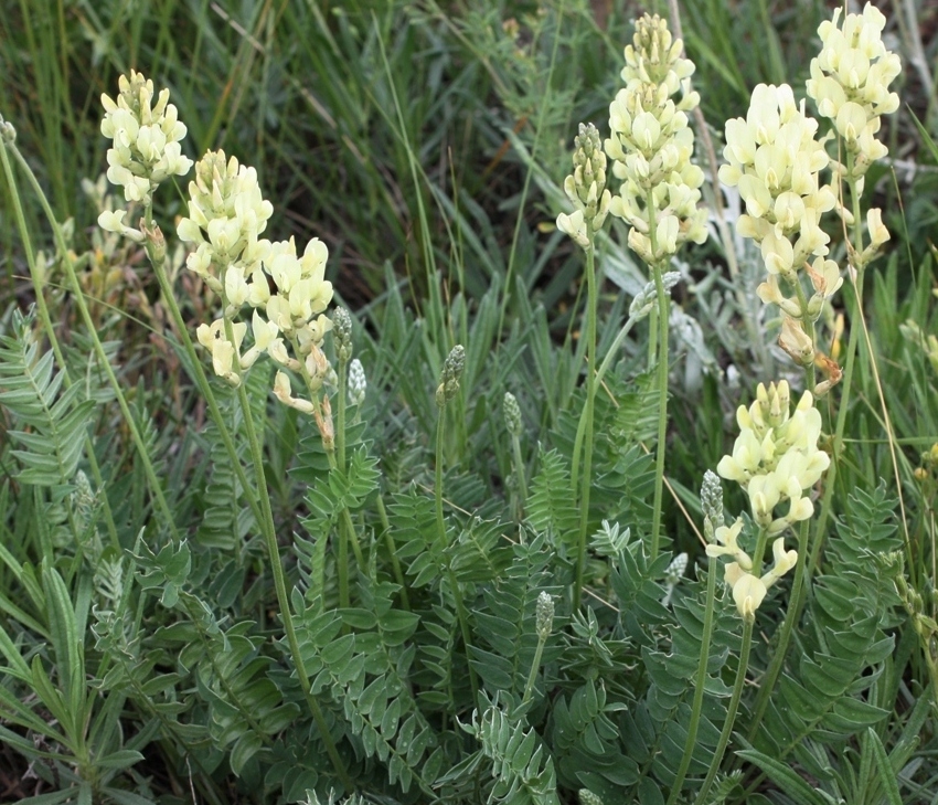 Изображение особи Oxytropis hippolyti.