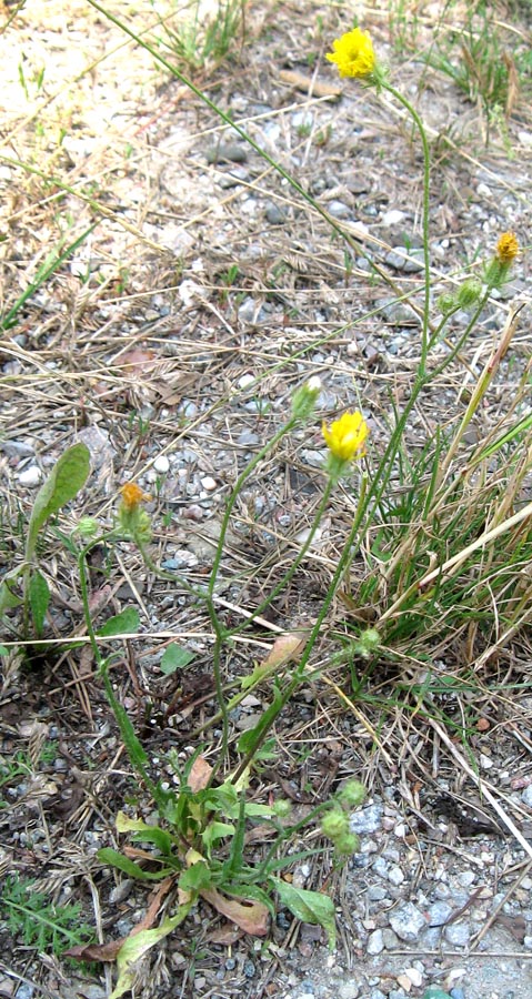 Изображение особи Crepis setosa.