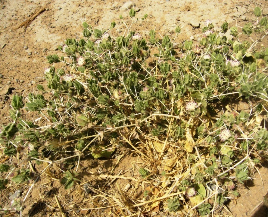 Изображение особи Centaurea belangeriana.