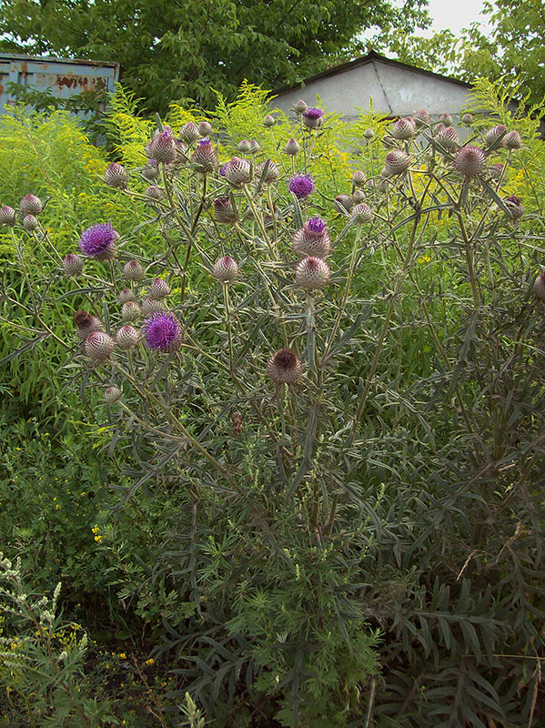 Изображение особи Cirsium polonicum.